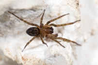 Un mle (Araneae - Amaurobiidae - Amaurobius erberi)